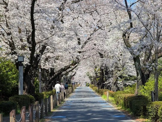 Aoyama Cemetery - View 1