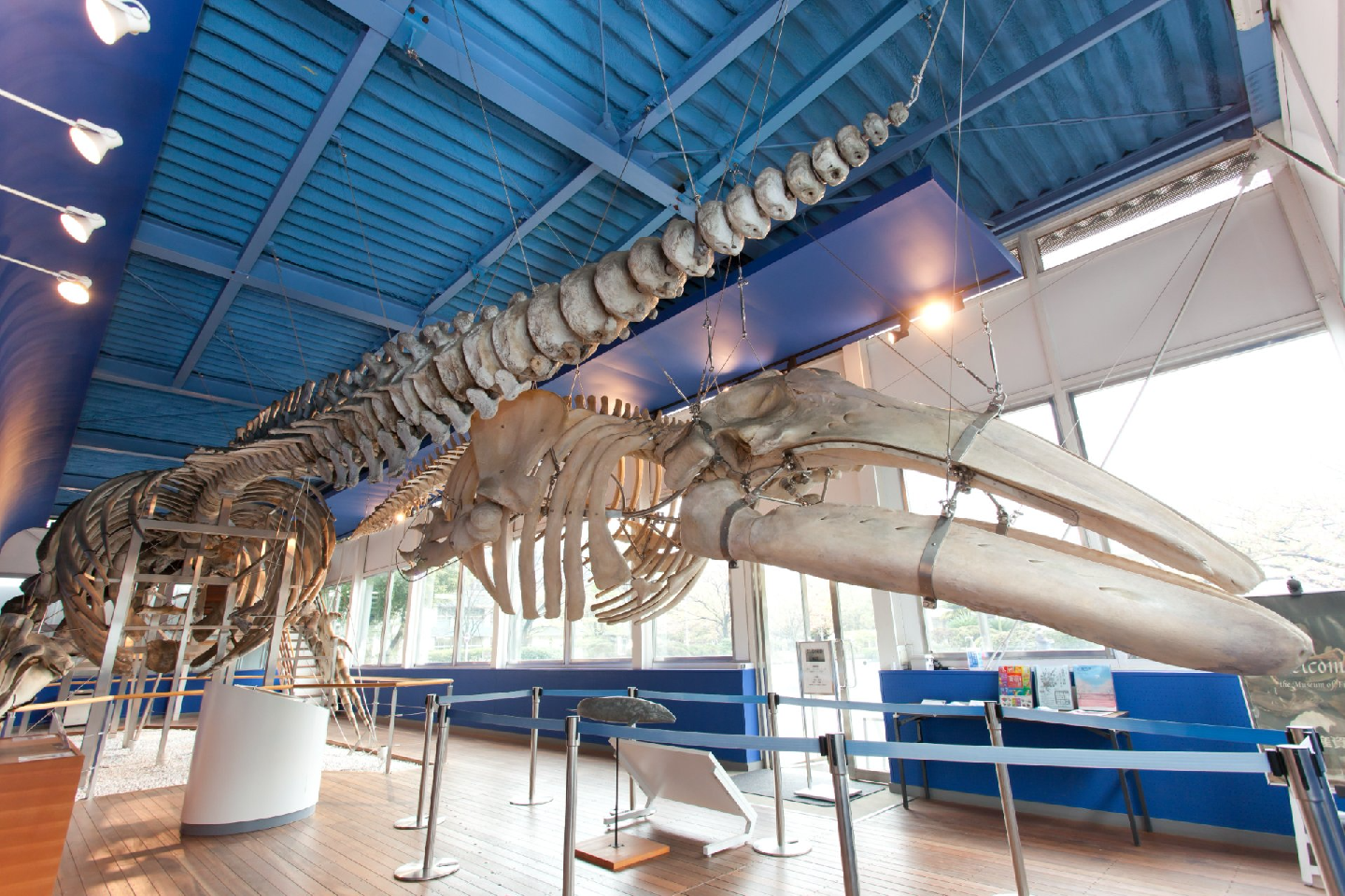 Museum of Marine Science (Tokyo University of Marine Science and Technology) - View 1